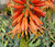 Aloe 'LEO 3711' Scarlet Rockets flowers close-up