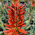 Aloe 'LEO 3711' Scarlet Rockets flowers close-up