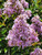 Lagerstroemia indica x fauriei 'Muskogee' flowers close-up