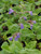Nepeta f. 'Blue Wonder' flowers close-up