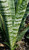 Sansevieria trifasciata 'Black Coral' foliage close-up