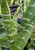 Sansevieria trifasciata 'Black Coral' foliage close-up