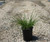 Carex divulsa (Hort. Carex tumulicola) habit