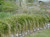 Carex divulsa (Hort. Carex tumulicola) landscape/habit