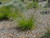 Carex divulsa (Hort. Carex tumulicola) landscape/habit