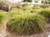 Carex divulsa (Hort. Carex tumulicola) landscape/habit