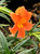 Mimulus 'Jelly Beans Brick' flower close-up