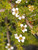 Leptospermum horizontalis flowers close-up