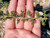 Acacia acanthoclada foliage close-up