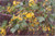 Ribes aureum flowers