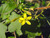 Ribes aureum flower close-up