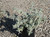 Salvia leucophylla 'Pt Sal Spreader' habit