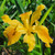 Iris PCH 'Yellow' flower close-up