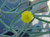 Acacia aphylla flower close-up