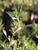 Salvia Celestial Blue foliage close-up