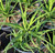 Agave bracteosa 'Calamar' foliage/foliage close-up