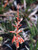 Aloe 'Grassie Lassie' flowers close-up