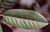 Rhamnus californica 'Eve Case' (Frangula) 5g