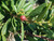 Rhamnus californica 'Eve Case' (Frangula) berry