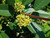 Rhamnus californica 'Eve Case' (Frangula) flowers close-up