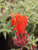 Monardella macrantha 'Marian Sampson' flowers close-up