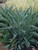 Agave desmetiana foliage/habit