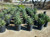 Agave desmetiana foliage/landscape/habit