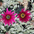 Arctotis acaulis 'Big Magenta' flowers close-up