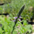 Verbena lasiostachys flowers close-up