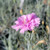 Dianthus gloriosa flower close-up