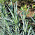 Dianthus gloriosa foliage
