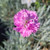 Dianthus gloriosa flower close-up