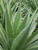 Agave tequilana 3g