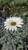 Arctotis stoechadifolia flower
