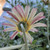 Arctotis stoechadifolia flower close-up