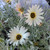 Arctotis stoechadifolia flowers