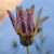 Arctotis stoechadifolia flower close-up