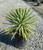 Agave tequilana 5g