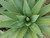 Agave tequilana 5g