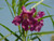 Chilopsis linearis 'Burgundy' flowers close-up