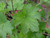 Heuchera maxima foliage close-up