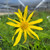 Coreopsis maritima (Leptosyne maritima) flower close-up