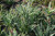 Aloe arborescens 1g
