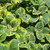 Plectranthus forsteri 'Aureus Variegatus' foliage