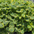 Plectranthus forsteri 'Aureus Variegatus' foliage