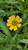 Layia platyglossa flower close-up
