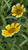 Layia platyglossa flowers close-up