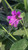 Mirabilis laevis var. crassifolia flower close-up