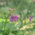 Mirabilis laevis var. crassifolia flower close-up