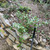 Ribes viburnifolium landscape